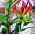 Gloriosa - Glorioza - 1 cebulka
