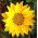 Gazania błyszcząca - 250 nasion