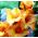 Gladiolus - Mieczyk Princess Margaret Rose - 5 cebulek