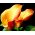 Zantedeschia, Calla - Kalla, Kalia pomarańczowa - 1 cebula