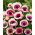 Zawilec Bicolor - De Caen - 8 bulw