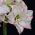Hippeastrum, Amarylis, Zwartnica - Aphrodite - 1 cebula