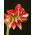 Hippeastrum, Amarylis, Zwartnica - Pasadena - 1 cebula