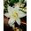 Hippeastrum, Amarylis, Zwartnica - Jewel - 1 cebula