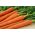 Marchew Salsa F1 - 4250 nasion