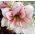 Hippeastrum, Amarylis, Zwartnica - Aphrodite - 1 cebula