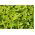 Bazylia cytrynowa - 325 nasion