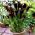Zantedeschia, Calla - Kalla, Kalia Czarna - Schwarzwalder - 1 cebula