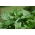 Bazylia Fine Verde - 325 nasion