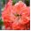 Hippeastrum, amarylis, zwartnica - Lady Jane - 1 cebula
