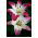 Lilia - Pink & White