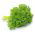 Pietruszka naciowa - Moss Curled 2 - 1200 nasion