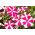 Petunia niska gwieździsta - 800 nasion