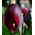 Zantedeschia, Calla - Kalla, Kalia Czarna - Schwarzwalder - 1 cebula