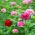 Cynia wytworna Lilliput - 90 nasion