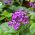 Heliotrop ogrodowy - 200 nasion