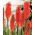Kniphofia – Trytoma Nancy Red - 1 kłącze
