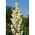 Juka karolińska - Yucca filamentosa - 1 kłącze