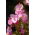 Begonia stale kwitnąca - różowa - 20 nasion