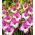 Gladiolus - Mieczyk Maggie - 5 cebulek