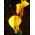Zantedeschia, Calla – Kalla, Kalia Żółta - 1 cebula