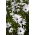 Osteospermum białe - 35 nasion