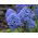 Szafirek Muscari Blue Spike - 10 cebulek