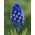 Szafirek Muscari Dark Eyes - op. 5 szt.
