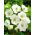 Zawilec Bride, Anemon  - 40 bulw