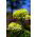 Cynia wytworna daliowa Envy - 120 nasion
