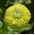Cynia wytworna daliowa Envy - 120 nasion