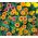 Cynia wytworna Caroussel - 120 nasion
