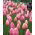Tulipan Menton - 5 cebulek