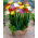 Freesia - Frezja pełna mix kolorów - 10 cebulek