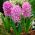 Hiacynt Amethyst - op. 3 szt.