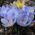 Krokus Blue Pearl - 10 cebulek