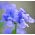 Nemezja powabna - Blue Gem - 1000 nasion