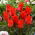 Tulipan Red Riding Hood - 5 cebulek
