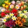 Tulipan botaniczny - niski - kolorowa mieszanka - 5 cebul