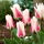 Tulipan Border Legend - 5 cebulek