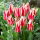 Tulipan Buddy - 5 cebulek