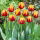 Tulipan Givenchy - 5 cebulek
