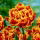 Tulipan Golddust - 5 cebulek