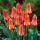 Tulipan Oriental Beauty - 5 szt.