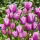 Tulipan Purple Elegance - duża paczka! - 50 cebulek