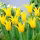 Tulipan Schiedam - 5 cebulek