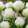 Tulipan Snow Crystal - 5 cebulek