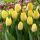 Tulipan Sunny Prince - 5 cebulek