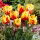 Tulipan Texas Flame - 5 cebulek