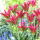 Tulipan Virichic - 5 szt.